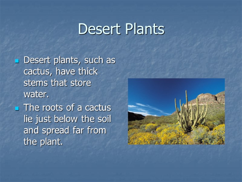 Desert Plants Desert plants, such as cactus, have thick stems that store water. The